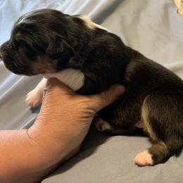 Black tri female 1 - Black tri-color female Australian Shepherd puppy in Allegan, Michigan from Parsons Australian Shepherds