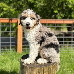 Peter - Blue merle male Aussiedoodle puppy in Arlington, Washington from Doodle Love Laugh
