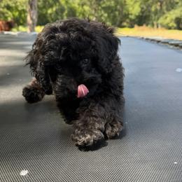 Cavapoo, Cockapoo, Goldendoodle, and Maltipoo Puppies from Perdue Puppies