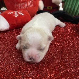 Cream - Gold and white female Shih Tzu puppy in Mobile, Alabama from Emmy’s Yorkies  Shorkies and Shihtzu