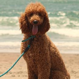 Prancer - Poodle