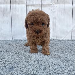 Mochi (AKC) - Red  female Poodle puppy in Riverside, California from Red Toy Poodle World
