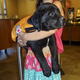 Labrador Retriever Puppies from Kingridge Kennels