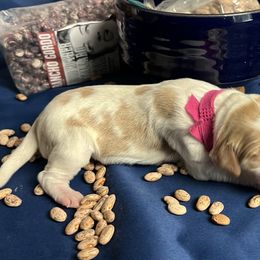 Lentil - Orange and white female Brittany puppy in Windsor, Colorado from Habig Family Brittany’s