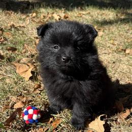 Knox - Black male Pomeranian puppy in Raymondville, Missouri from Pampered Pomskies