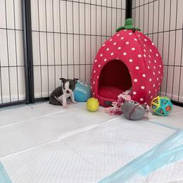 Miles - Boston Terrier