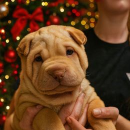 Red collar Raviolli - Cream sable male Chinese Shar-Pei puppy in Rome, Pennsylvania from Maynard Hills Chinese Sharpeis