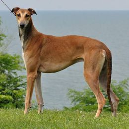 Greyhounds and Whippets from KJ'S Hounds