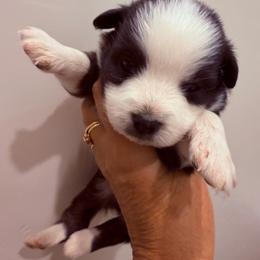 Charity - Black tri female Miniature Australian Shepherd puppy in Taylor, Arizona from Holy Ghost Ranch, Inc