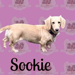 Sookie - Dachshund