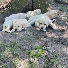 Labrador Retriever Puppies from Duck Pond Farm English Labradors