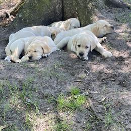 Labrador Retriever Puppies from Duck Pond Farm English Labradors