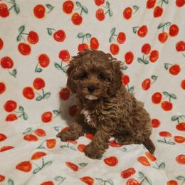 Eli - Red male Cavapoo puppy in Copan, Oklahoma from Lebel Cavapoos