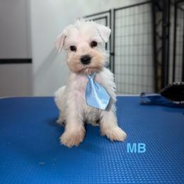 BM male - White male Miniature Schnauzer puppy in Springdale, Arkansas from Rc Kennels