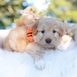 Mesquite Moon - White and gold male Bordoodle puppy in Conway, Missouri from 2J 2K Bordoodles
