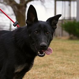 German Shepherd puppies from Nebraska K9