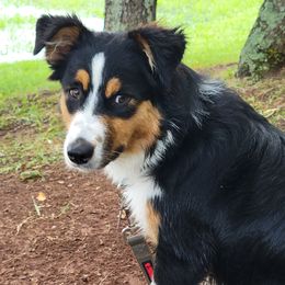 Miniature Australian Shepherds from Hiawassee Aussies