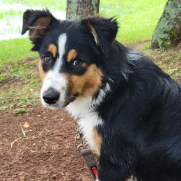 Miniature Australian Shepherds from Hiawassee Aussies