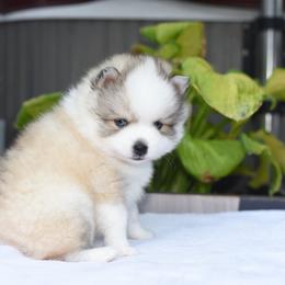 Kevin - Silver male Pomsky puppy in Coos Bay, Oregon from Ocean View Pomskies