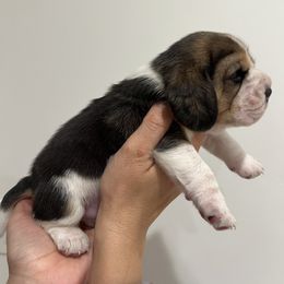 Peanut - Black red and white male Beagle puppy in Chattanooga, Tennessee from Banashko's Beagles