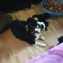 Australian Shepherd and Collie Puppies from Nicara kennel