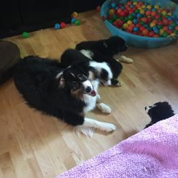Australian Shepherd and Collie Puppies from Nicara kennel