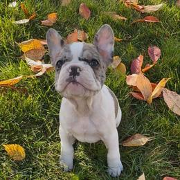 Scarlett - White and brindle female French Bulldog puppy in Thorndale, Pennsylvania from Lorie's French Bulldogs
