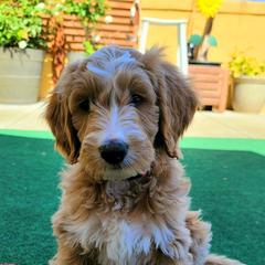 Double Doodle, Goldendoodle, and Labradoodle Puppies from Cloverdale Doodles LLC.