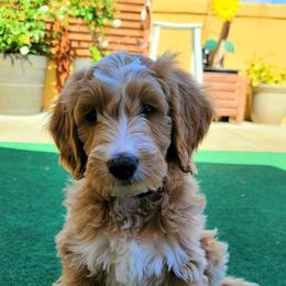 Double Doodle, Goldendoodle, and Labradoodle Puppies from Cloverdale Doodles LLC.