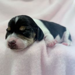 Pocket Beagle Arie - Black tan and white female Beagle puppy in Gentry, Arkansas from HC Puppy Ranch
