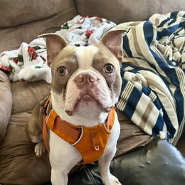 Chase - Boston Terrier