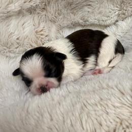 Girl 3 - Tricolor female Shih Tzu puppy in Citrus Heights, California from The Lion dog Shih Tzu