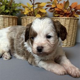 Derek - Blenheim male Cavapoo puppy in Oklahoma from Rocky Oak Cavaliers & Biewer Terriers LLC