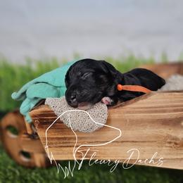 OG1-2 (Orange collar) - Black and cream male Dachshund puppy in Martin City, Montana from FleuryDachs