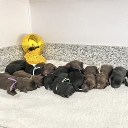 Girl 5 - Brown and white female Portuguese Water Dog puppy in Grants Pass, Oregon from Rogue River Portuguese Water Dogs
