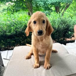 Lucy - Red  female Goldendoodle puppy in Goldsboro, North Carolina from The Grantham House