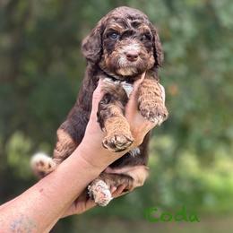 Coda - Chocolate male Goldendoodle puppy in Sanderson, Florida from Serenity Goldendoodles