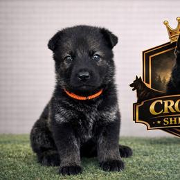 Orange Collar - Sable female German Shepherd puppy in Casscoe, Arkansas from Crown H Shepherds