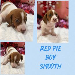 Red pie boy - Red male Dachshund puppy in Lakeland, Florida from Berry Dachshunds
