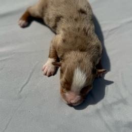 Millie - Red merle female Miniature Australian Shepherd puppy in Marion, Michigan from Highland Hills Mini Aussies