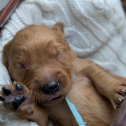 Golden Retriever Puppies from Chrysus Spirit Goldens