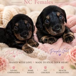Pink Girl - Black and tan female Dachshund puppy in Lenoir, North Carolina from Yadkindale Kennel