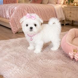 Victoria - White female Maltese puppy in Bryn Mawr, Pennsylvania from Main line furry friends