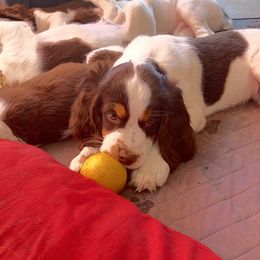 English Springer Spaniel Puppies from Desert Shadow Springers