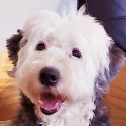 Suzy - Old English Sheepdog