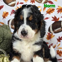 Norm - Tri-color male Bernedoodle puppy in Seymour, Tennessee from Lollie's Doodles