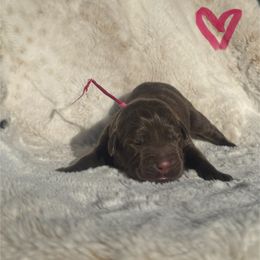 Pink Collar Female - Chocolate female Labrador Retriever puppy in Kissimmee, Florida from SunState Labs