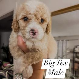 Big Tex (Our Lone Star State litter) - Red  male Goldendoodle puppy in Hopkins County, Texas from Boutique Doodles