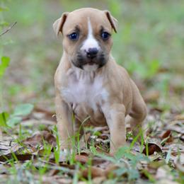 BBQ - Red male American Staffordshire Terrier puppy in St. Augustine, Florida from LBK & Ancient City
