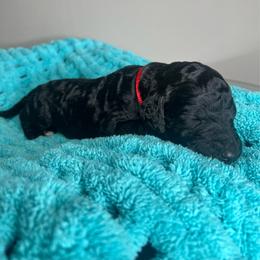 Red - Black female Labradoodle puppy in Ellenwood, Georgia from Four Paws Down